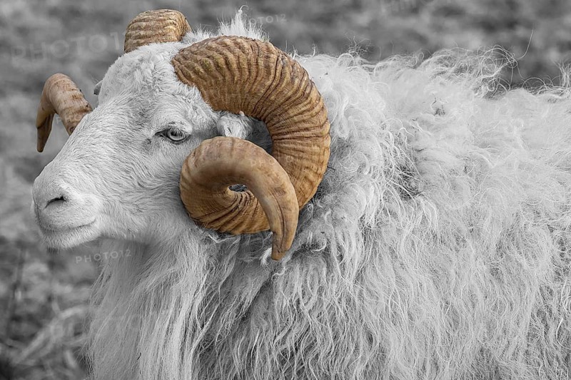 Sheep, male horned Moorschnucke (Ovis aries), black and white, Rehna, Mecklenburg-Vorpommern, Germany