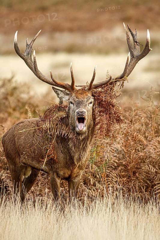 Red Deer (Cervus elaphus), stag bellowing during the rut, England, UK