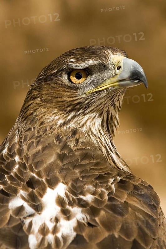 Bonelli's Eagle (Aquila fasciata) female, Castile-La Mancha, Spain