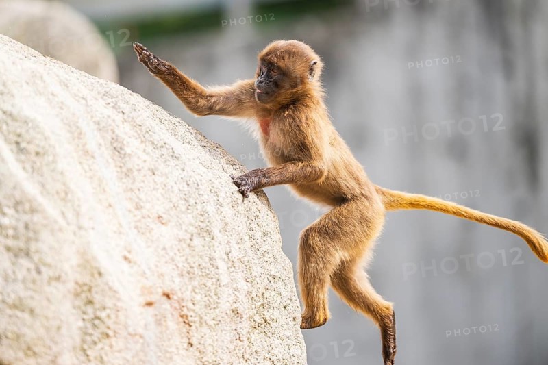 Gelada (Theropithecus gelada) youngster jumping up a rock, captive, Germany