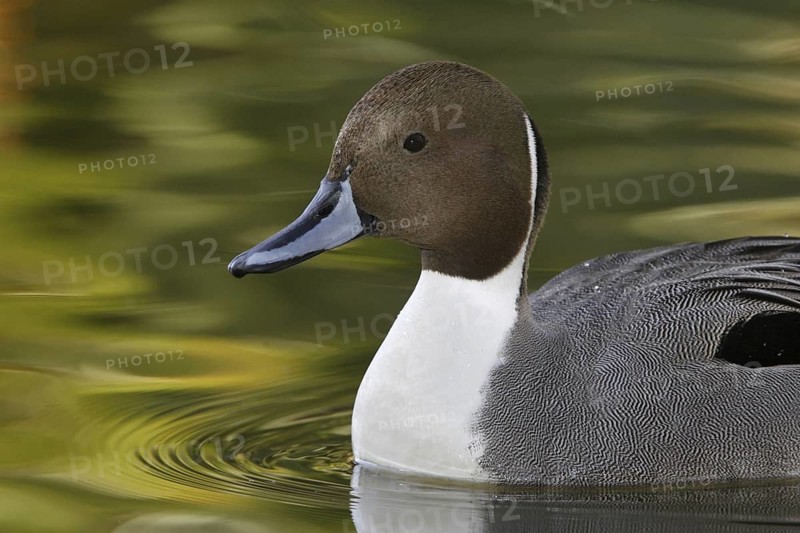 Northern Pintail (Anas acuta) male, Arizona, USA