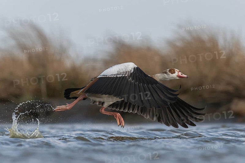 Egyptian Goose (Alopochen aegyptiaca) taking flight, Schleswig-Holstein, Germany