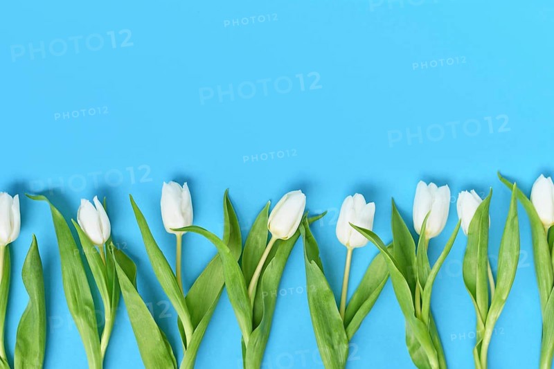 Bunch of white Tulip spring flowers on blue background with copy space