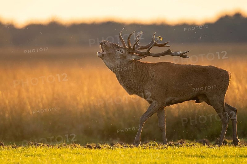 Red deer (Cervus elaphus), rut, Hoenderloo, Gelderland, Netherlands