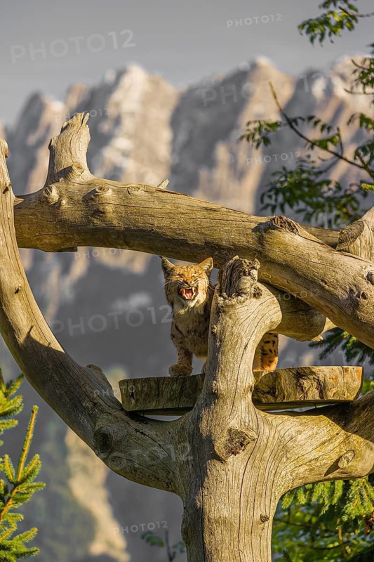 One Eurasian lynx, (Lynx lynx), sits high up on a dead tree. Frontal view with mountains in the background