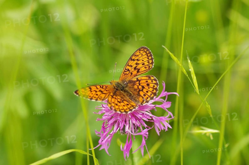 Meadowsweet fritillary (Brenthis ino), knapweed, orange, Austria, The butterfly sits with open wings on a purple flower
