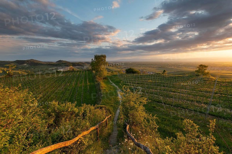 Sunset over vineyards at Mondhalde near Bischoffingen. View towards the Rhine Valley and Vosges Mountains in late April. Vogtsburg, Germany