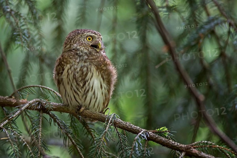 Eurasian Pygmy Owl (Glaucidium passerinum), Saxony, Germany