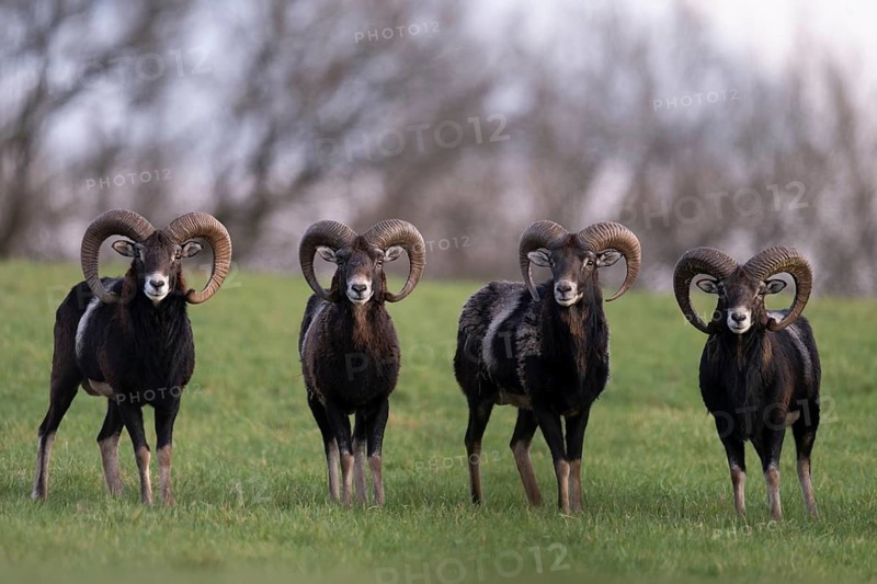 Mouflon (Ovis gmelini), Bitburg, Rhineland-Palatinate, Germany