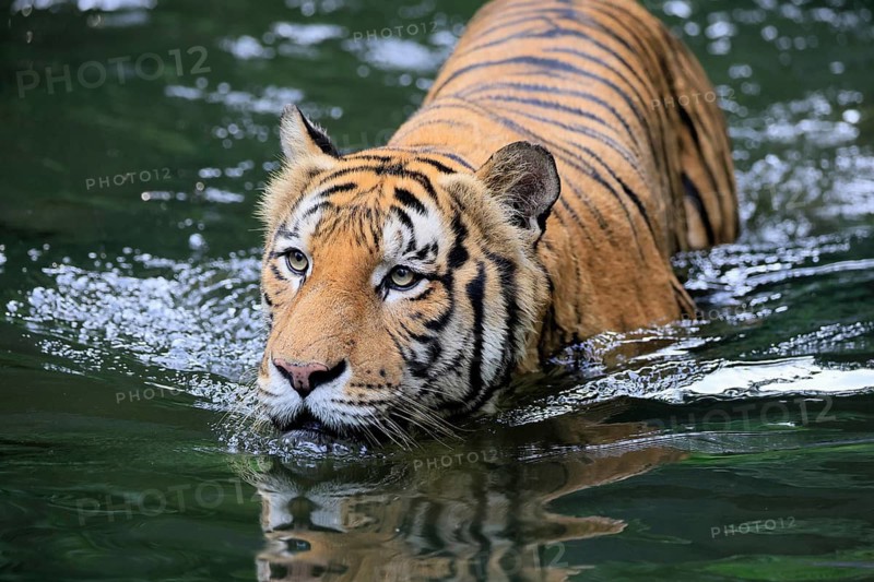 Malaysia tiger (Panthera tigris jacksoni), adult, in water, alert, Malaysia, Southeast Asia
