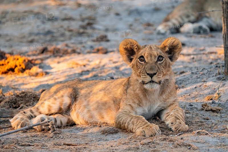 Cub, lion (Panthera leo) lying, Savuti, Chobe National Park, Botswana