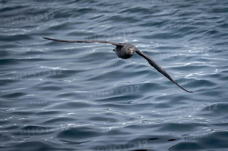 Giant petrel (Macronectes giganteus) gliding close to the water surface, frontal view with outstretched wings, South Atlantic off South Georgia