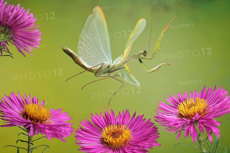 Praying mantis (Mantis religiosa) in flight on the blossoms of the aster