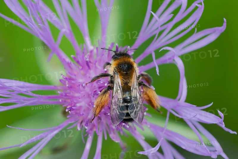 Brown-rumped trouser bee (Dasypoda hirtipes) on knapweed flower, Lower Saxony, Germany