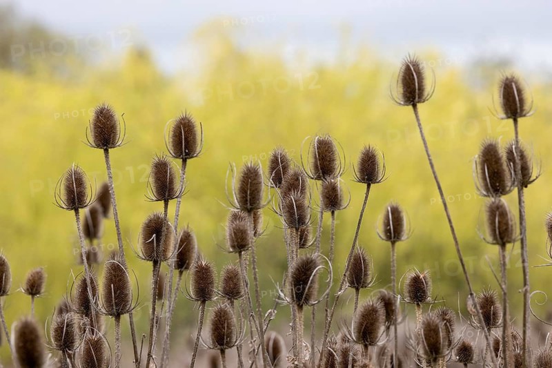 Winter teasels (Dipsacus), riverside area, Stratford-upon-Avon, England, Great Britain