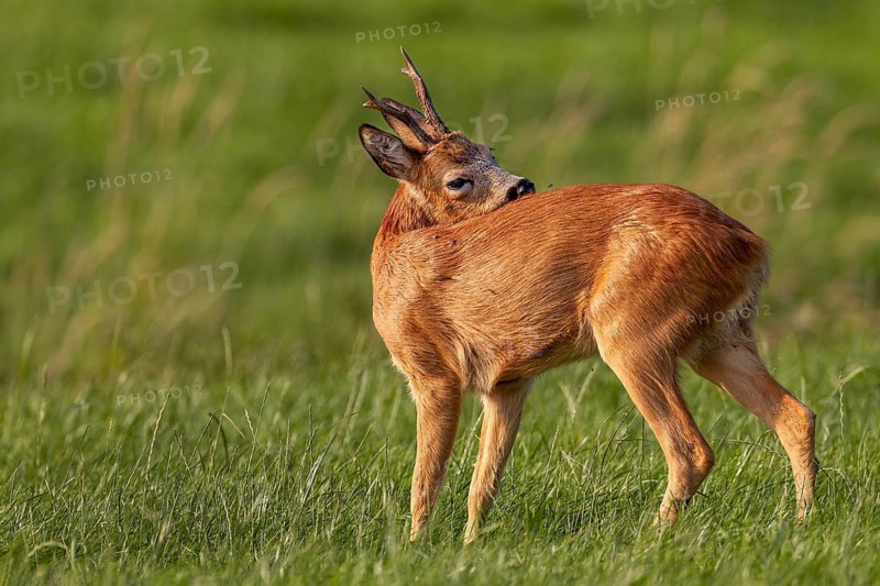 A roe buck (Capreolus capreolus) grooming, leaf time, mating season, August, Germany