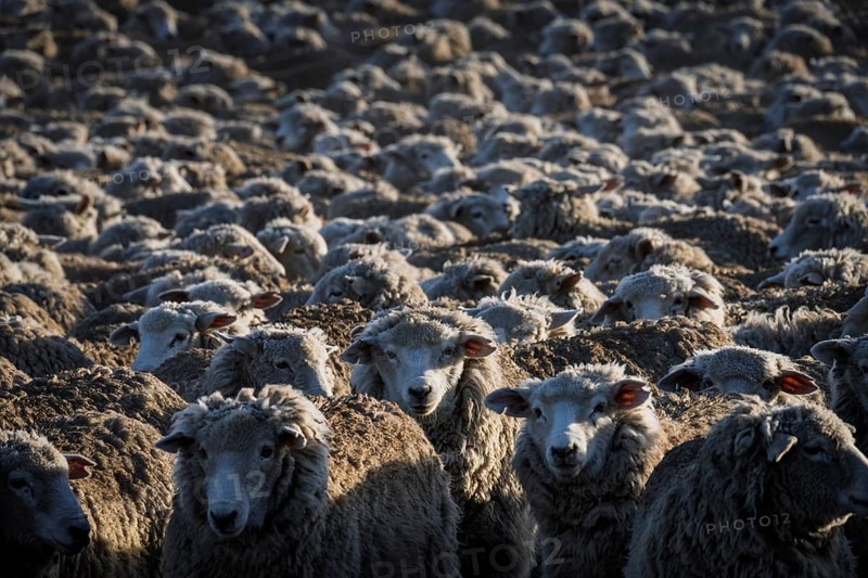 Domestic sheep (Ovis gmelini aries), large herd densely packed in the morning light on an estancia, Tierra del Fuego, Argentina