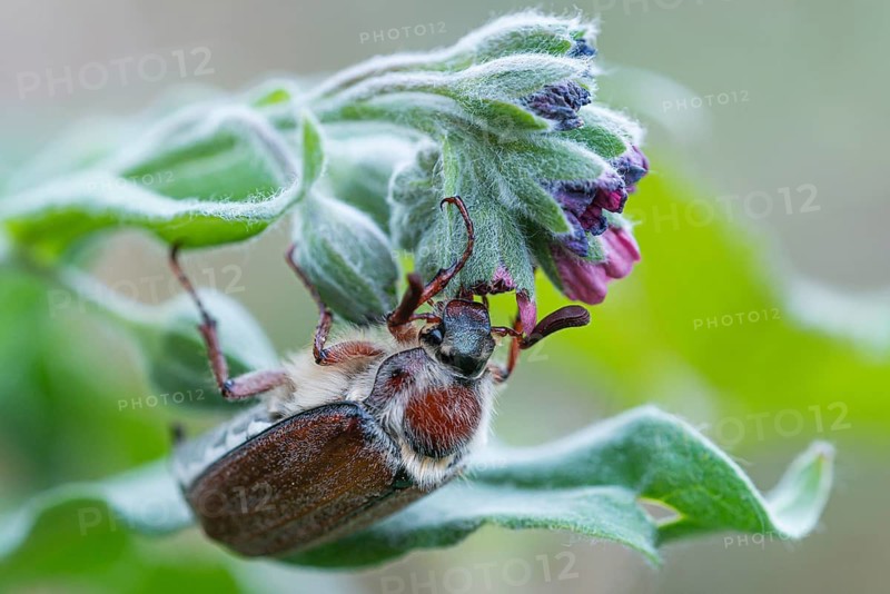 Male wood cockchafer (Melolontha hippocastani) on the flower of the common hound's tongue (Cynoglossum officinale), Mönchbruch, Rüsselsheim am Main, Hesse, Germany