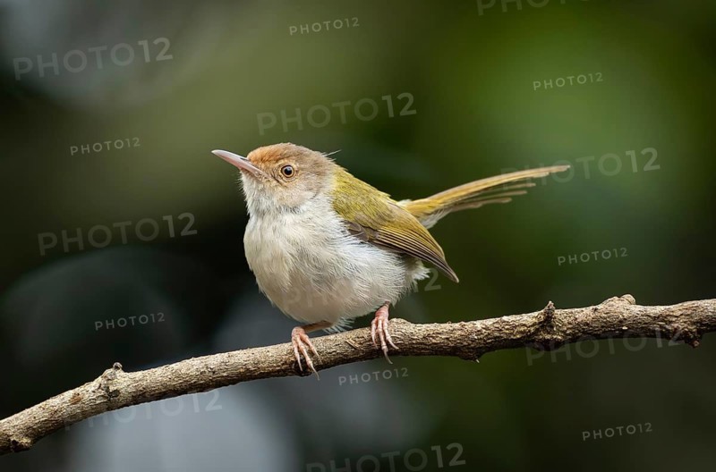 Common Tailorbird (Orthotomus sutorius) perched on a slender branch, Sreepur, Gazipur, bangladesh