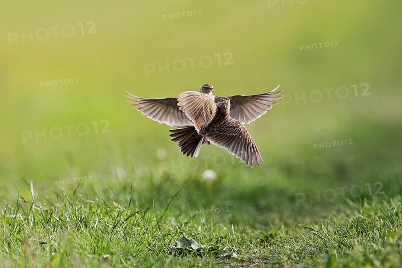 Skylark (Alauda arvensis) two male adult birds in flight fighting for territory over a green meadow in the sun in summer, Hesse, Germany