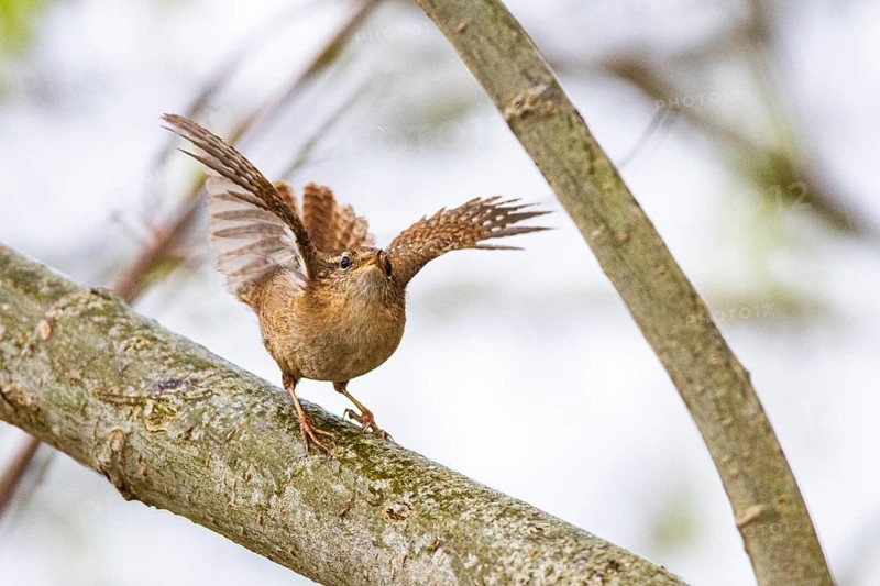 Wren (troglodytes troglodytes) Germany