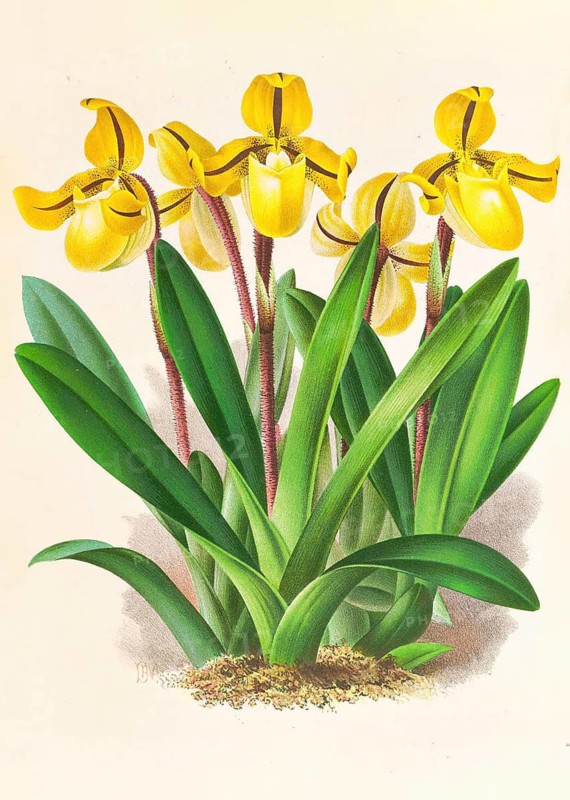 Orchid, Cypripedium Druryi, authentic reproduction of an illustration by Jean Jules Linden (1817 - 1898), Luxembourgish-Belgian botanist, one of the fathers of orchid research, Historical