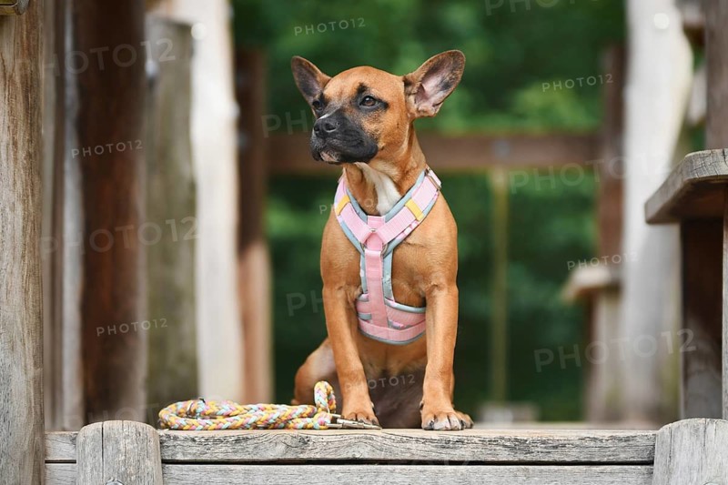 Cute French Bulldog mix dog sitting on wooden plank with pink y-harness