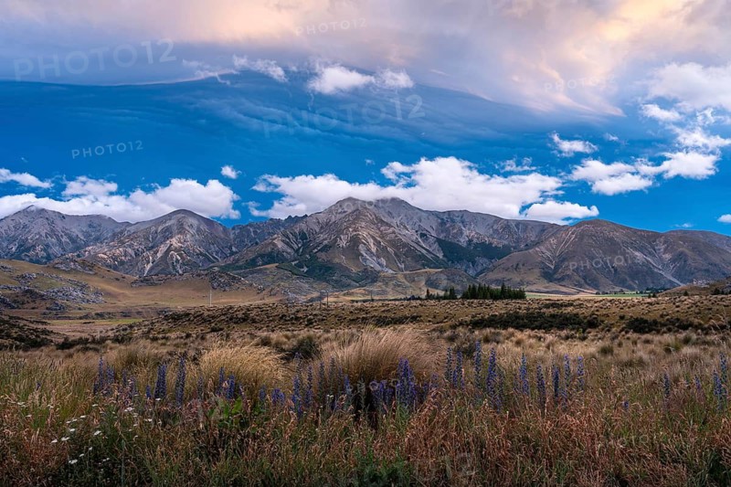 Dramatic cloudscape, mountain landscape and tussock grass, blue flowering viper's bugloss (Echium vulgare) in the foreground, sunset. Castle Hill and Torlesse Range area, Torlesse Tussocklands Park (Korowai), Canterbury South Island, New Zealand