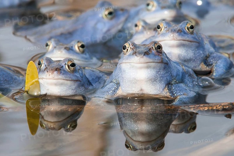Blue moor frog (Rana arvalis) mating in the moor, Goldenstedter Moor, Lower Saxony, Germany
