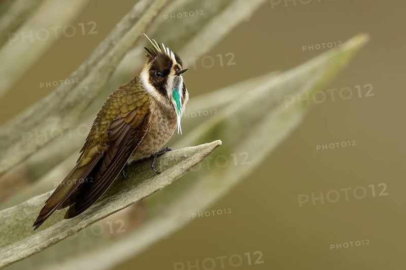Green-bearded Helmetcrest (Oxypogon guerinii) perched on a branch in the Andes mountains in Colombia
