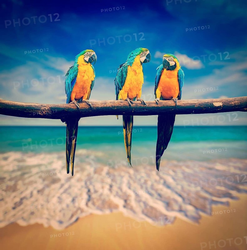 Vintage retro effect filtered hipster style image of tropical vacation concept three parrots Blue-and-Yellow Macaw (Ara ararauna) also known as the Blue-and-Gold Macaw on tropical beautiful beach and sea
