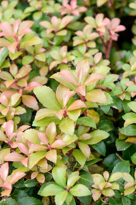 Shade bell (Pieris japonica 'Little Heath Green'), Hellwig Nursery, Germany