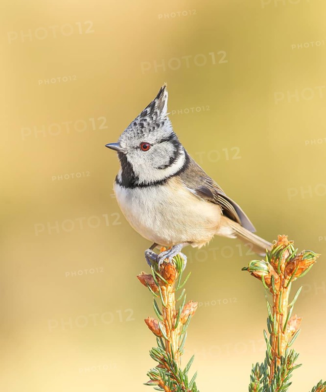 Crested Tit (Parus Scalloped ribbonfish) sitting on a spruce top, Wildlife, Animals, Birds, Titmouse, Siegerland, North Rhine-Westphalia, Germany