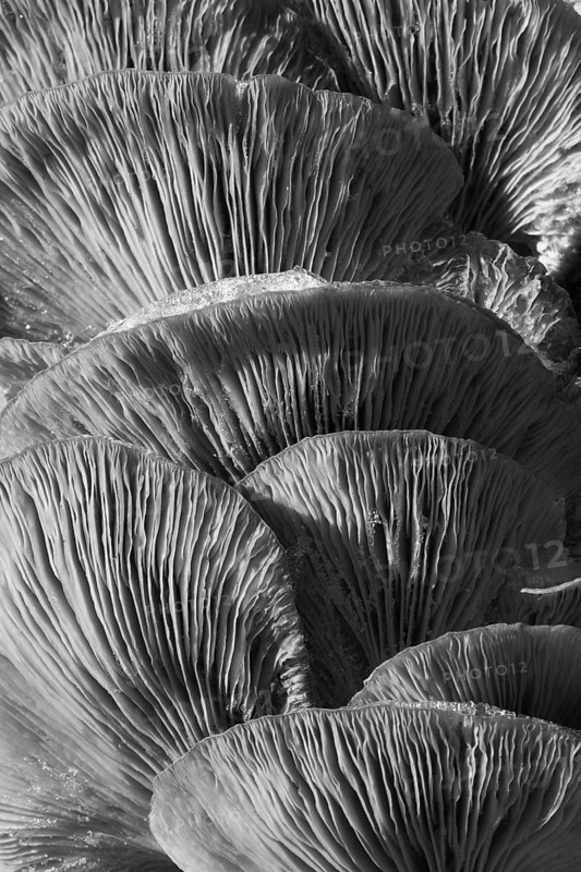 Oyster mushroom (Pleurotus ostreatus), stacked mushrooms on tree trunk, covered with snow, black and white, structures, Vogelsberg, Hesse, Germany