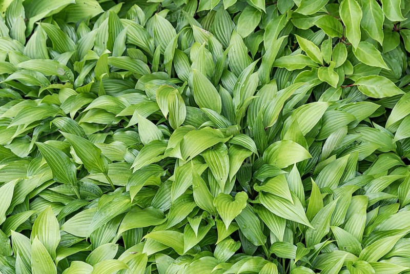 Funkia (Hosta lancifolia),  Sweden