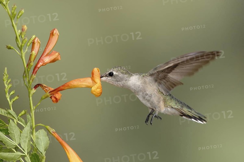 Black-chinned Hummingbird (Archilochus alexandri), Texas, USA