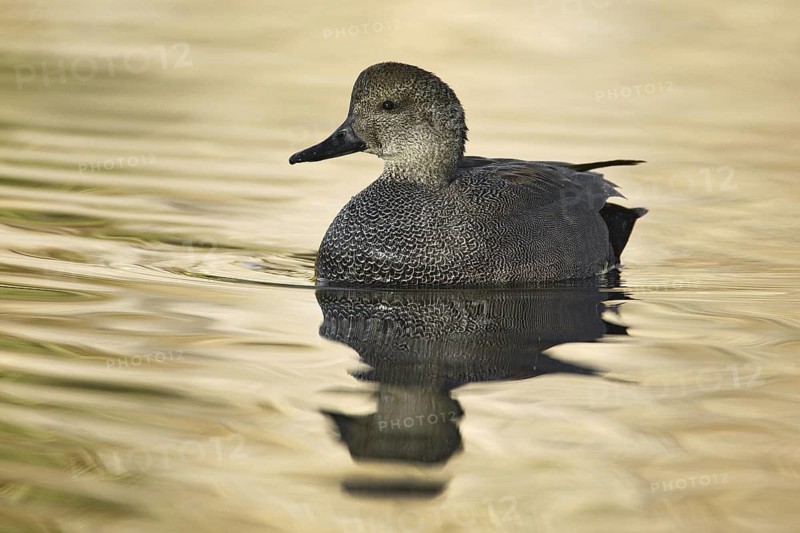 Gadwall (Mareca strepera) male, California, USA