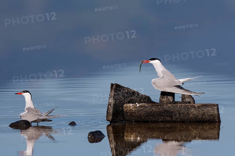 Common Tern (Sterna hirundo) with fish in beak, Greece