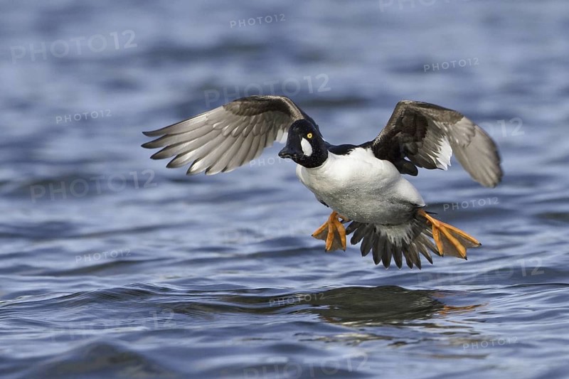 Common Goldeneye (Bucephala clangula) male flying, British Columbia, Canada