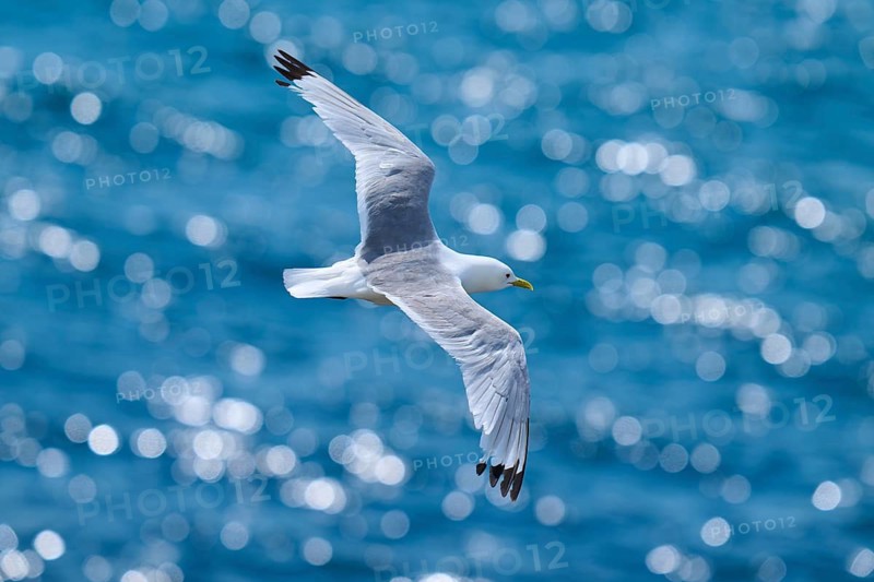 A seagull glides through the air over an azure blue ocean with glittering bokeh, Kittiwake (Rissa tridactyla), Seahouses, Inner Farne, Farne Islands, Northumberland, England, United Kingdom