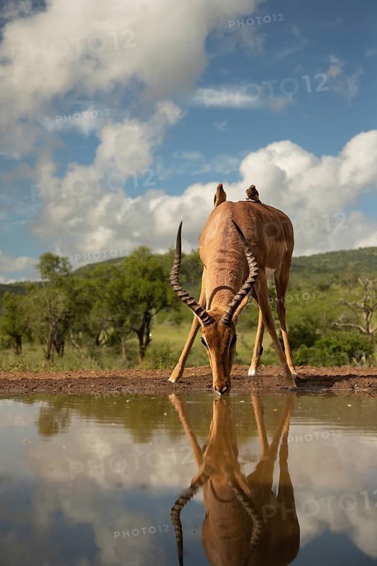 Impala (Aepyceros melampus) buck drinking at waterhole with two Red-billed Oxpecker (Buphagus erythrorynchus) sitting on its back, Kruger National Park, South Africa