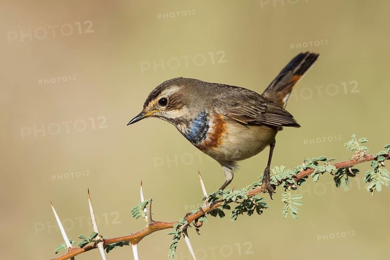 Bluethroat (Luscinia svecica svecica) male, Eilat, Israel