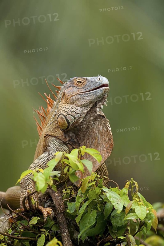 Green iguana (Iguana iguana)