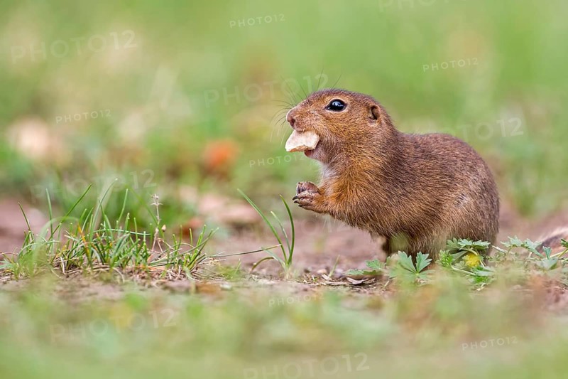 European Ground Squirrel (Spermophilus citellus), Lake Neusiedl, Austria