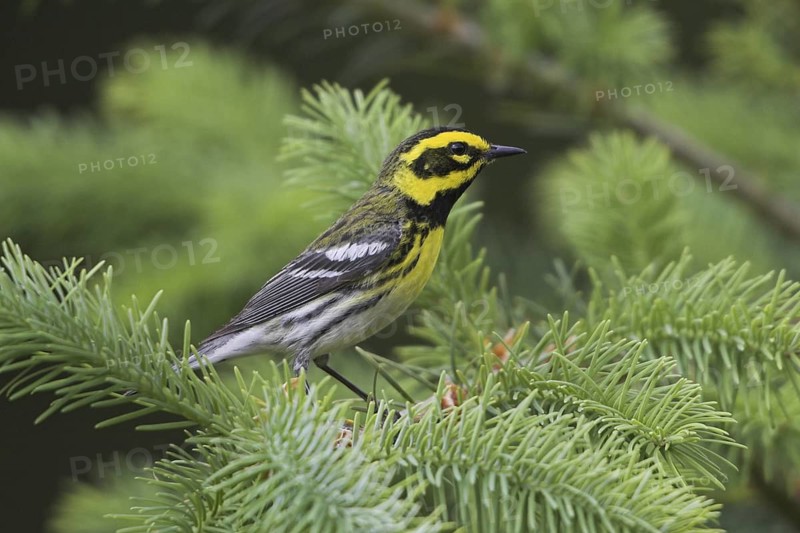 Townsend's Warbler (Setophaga townsendi), British Columbia, Canada