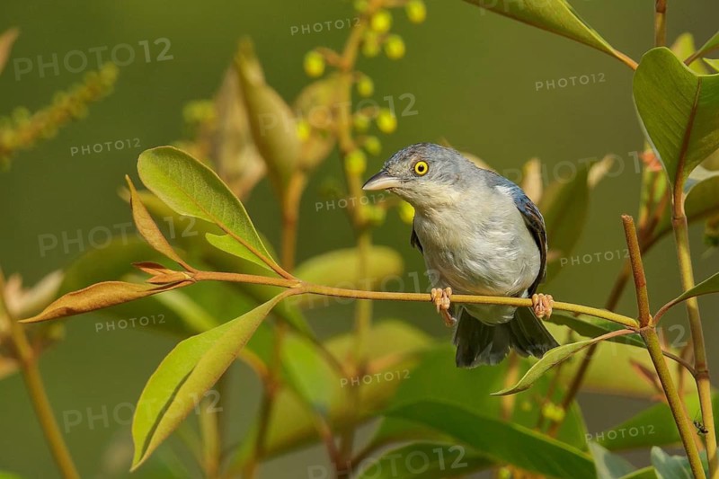 Hooded Tanager (Nemosia pileata) perched on a branch in the grasslands of Guyana