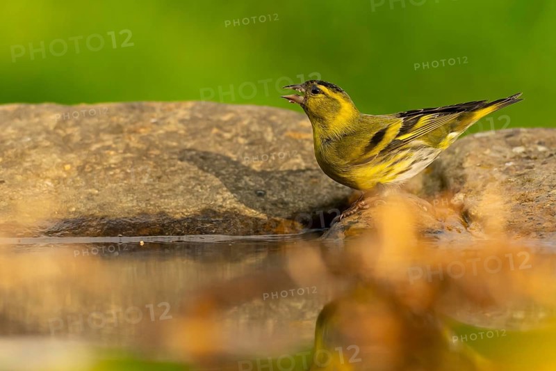 A vibrant European siskin (Spinus spinus) captured mid-song atop a mossy rock near a pond, with soft focus and a lush green background enhancing its vivid yellow plumage