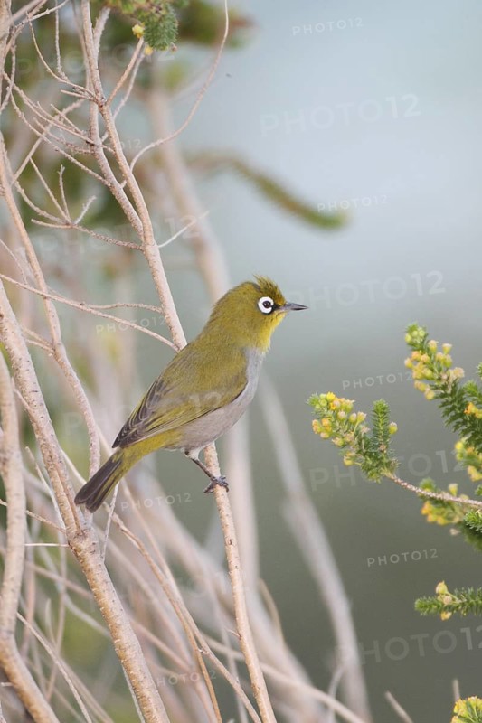 Cape White-eye (Zosterops virens), Western Cape, South Africa