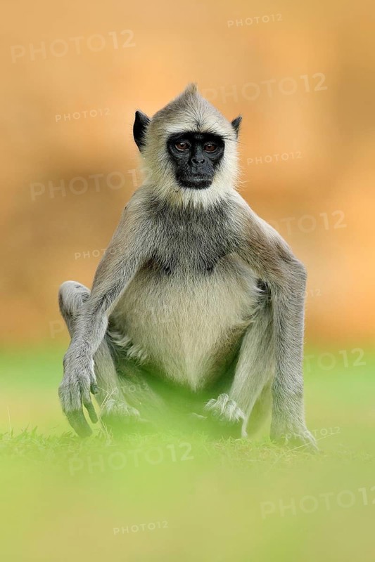 Common Langur, Semnopithecus entellus, monkey sitting in grass, nature habitat, Sri Lanka. Feeding scene with langur. Wildlife of Sri Lanka. Monkey in nature habitat, clear background and foreground