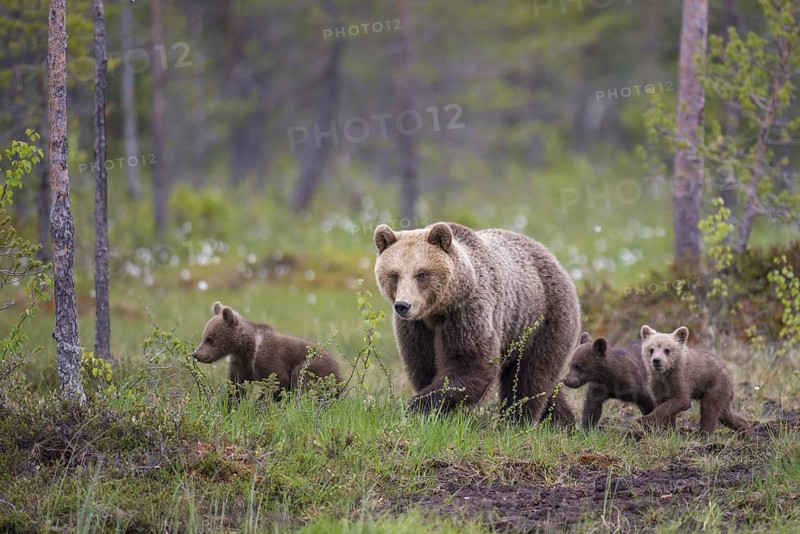 Eurasian Brown Bear (Ursus arctos) mother with cubs, Finland